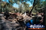 Kings Canyon . . . CLICK TO ENLARGE