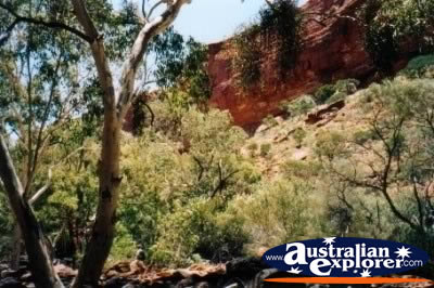 Kings Canyon From the Ground . . . CLICK TO VIEW ALL KINGS CANYON GORGE POSTCARDS