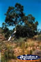 Kings Canyon . . . CLICK TO ENLARGE