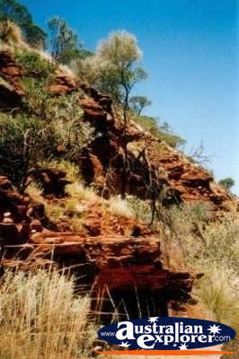 Kings Canyon Rock Walls and Trees . . . CLICK TO VIEW ALL KINGS CANYON GORGE POSTCARDS