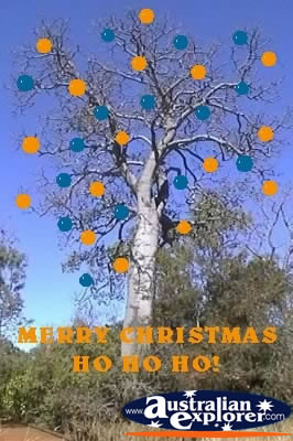 Bottle Tree Scrub at Christmas . . . CLICK TO VIEW ALL CHRISTMAS LANDSCAPES POSTCARDS