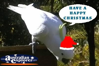 Cockatoo at Christmas . . . CLICK TO VIEW ALL CHRISTMAS ANIMALS POSTCARDS