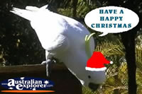 Cockatoo at Christmas . . . CLICK TO ENLARGE