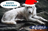 Dingo at Christmas . . . CLICK TO ENLARGE
