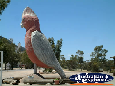 Big Galah in Kimba . . . CLICK TO VIEW ALL BIG ICONS POSTCARDS