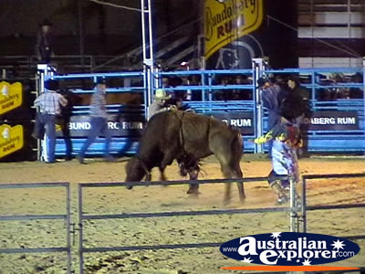 Riding a Bull at Rodeo . . . CLICK TO VIEW ALL RODEO POSTCARDS