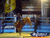 Bucking Bull at Rodeo . . . CLICK TO ENLARGE