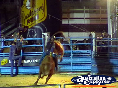 Bucking Bull . . . CLICK TO VIEW ALL RODEO POSTCARDS