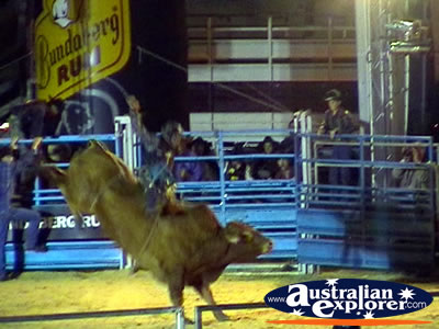 Bull Mid Buck . . . CLICK TO VIEW ALL RODEO POSTCARDS