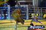 Bull Without Rider . . . CLICK TO ENLARGE