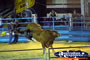 Bull Throwing Rider Off . . . CLICK TO ENLARGE