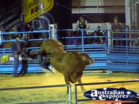 Bull Throwing Rider Off . . . CLICK TO ENLARGE