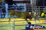Rodeo Clown with Bull at Rodeo . . . CLICK TO ENLARGE
