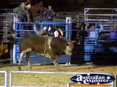 Rider Mounting Bull . . . CLICK TO VIEW ALL RODEO POSTCARDS