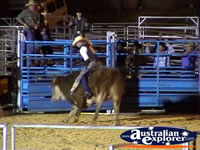 Bull Rider at Rodeo . . . CLICK TO ENLARGE