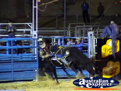 Rider Being Thrown From Bull . . . CLICK TO VIEW ALL RODEO POSTCARDS