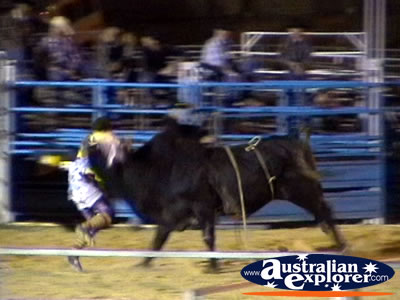 Bull And Man . . . CLICK TO VIEW ALL RODEO POSTCARDS
