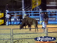 Riding a Bull at Rodeo . . . CLICK TO ENLARGE