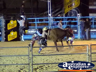 Action Shot of Bull Riding . . . CLICK TO VIEW ALL RODEO POSTCARDS