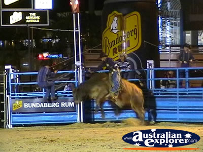 Bull Being Ridden . . . CLICK TO VIEW ALL RODEO POSTCARDS