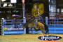 Bull Being Ridden . . . CLICK TO ENLARGE