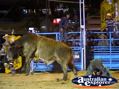 Rider Has Fallen Off Bull . . . CLICK TO VIEW ALL RODEO POSTCARDS