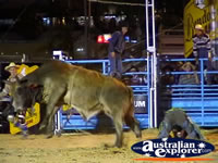 Rider Has Fallen Off Bull . . . CLICK TO ENLARGE