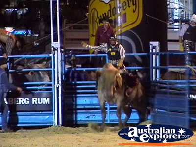 Rider Preparing To Ride Bull . . . CLICK TO VIEW ALL RODEO POSTCARDS