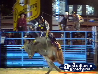 Bull Bucking at Rodeo . . . CLICK TO VIEW ALL RODEO POSTCARDS