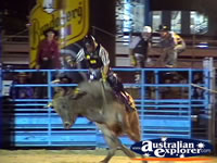 Bull Bucking at Rodeo . . . CLICK TO ENLARGE