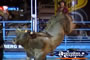 Bucking Bull Closeup . . . CLICK TO ENLARGE