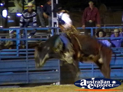 Bull Ready To Buck . . . VIEW ALL RODEO PHOTOGRAPHS