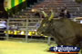 Rodeo Bull . . . CLICK TO ENLARGE