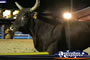 Closeup of Rodeo Bull . . . CLICK TO ENLARGE