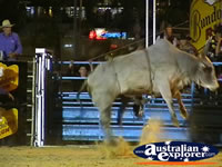 Jumping bull at Rodeo . . . CLICK TO ENLARGE