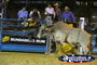 Angry Bull at Rodeo . . . CLICK TO ENLARGE