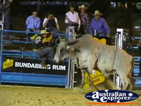 Angry Bull at Rodeo . . . CLICK TO ENLARGE