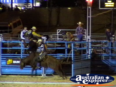 Bull Charging out a Pen . . . CLICK TO VIEW ALL RODEO POSTCARDS