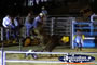 Rider Thrown off Bull at Rodeo . . . CLICK TO ENLARGE