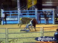 Bull Riding at Rodeo . . . CLICK TO ENLARGE