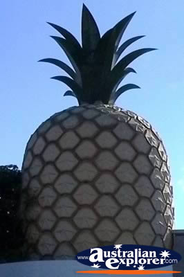 Big Pineapple in Gympie . . . VIEW ALL BIG ICONS PHOTOGRAPHS