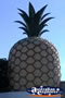 Big Pineapple in Gympie . . . CLICK TO ENLARGE