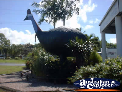 Big Cassowary at Mission Beach . . . VIEW ALL BIG ICONS PHOTOGRAPHS