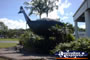 Big Cassowary at Mission Beach . . . CLICK TO ENLARGE