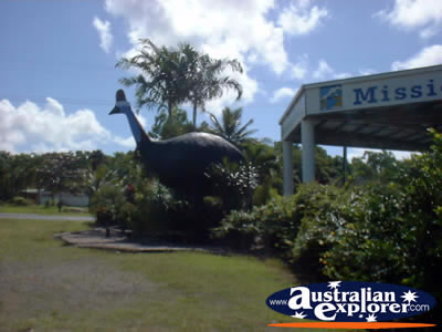 Big Cassowary in Mission Beach . . . VIEW ALL BIG ICONS PHOTOGRAPHS