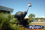 Big Cassowary in Mission Beach Close Up . . . CLICK TO ENLARGE