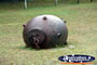 Port Douglas Sea Mine . . . CLICK TO ENLARGE