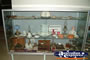 Hughenden Museum . . . CLICK TO ENLARGE