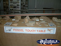 Hughenden Museum Fossil Touch Table . . . CLICK TO ENLARGE
