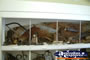Nebo Museum Historical Tolls . . . CLICK TO ENLARGE